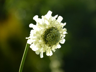 2015-06-29 Gartenimpressionen 2.jpg