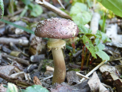2015-06-29 Pilz.jpg