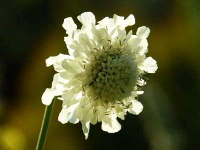 2015-06-29 Cephalaria gigantea 2.jpg