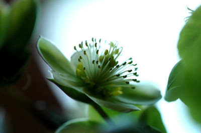 Helleborus_Silvermoon_3_05-03-06.jpg