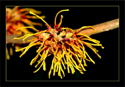 Hamamelis_Orange_Beauty_1_04-03-06.jpg