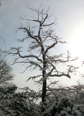 Amberbaum-nach-dem_Schnitt-k.jpg