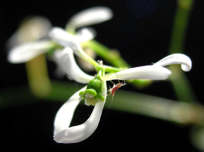 Euphorbia-Diamont-Frost-k.jpg