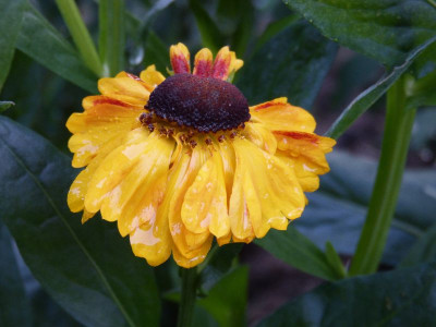 2015-06-29 Helenium 'El Dorado'.jpg