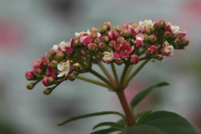 Viburnum-Marz-01.jpg