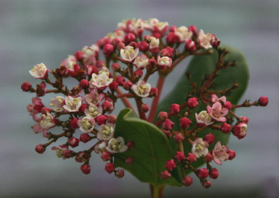 Viburnum-Marz-02.jpg