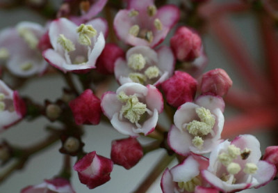 Viburnum-Marz-03.jpg