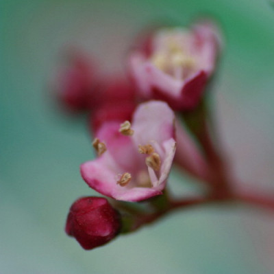 Viburnum-Marz-04.jpg