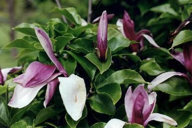 Magnlia_lilliiflora_nigra.jpg
