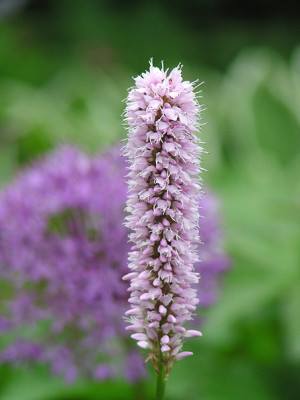 persicaria.jpg