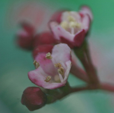 Viburnum-Marz-05.jpg