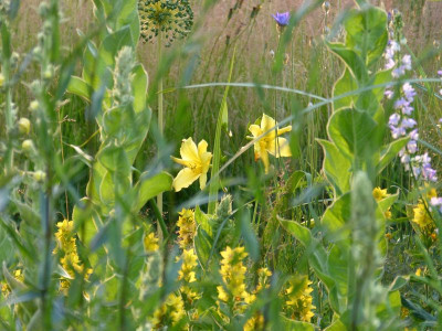 2015-06-29 Gartenimpressionen 3.jpg