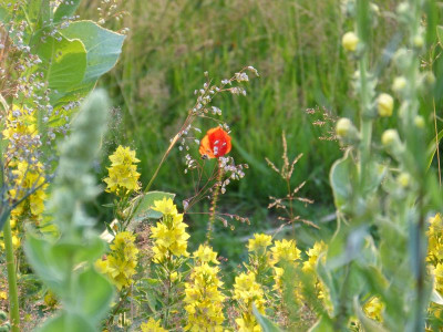 2015-06-29 Gartenimpressionen 4.jpg