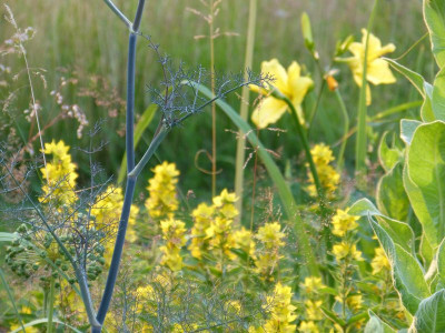 2015-06-29 Gartenimpressionen 5.jpg