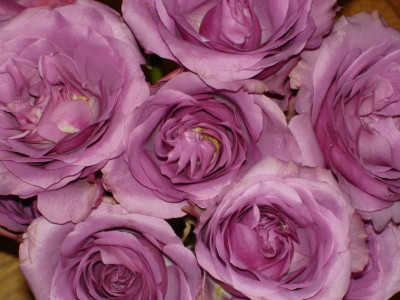 Schnittrose2.JPG