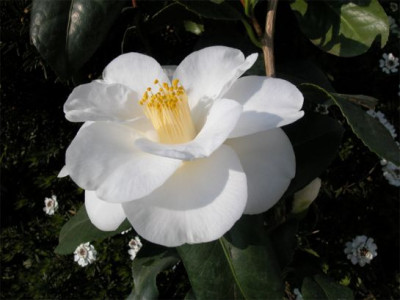 Kamelie.Leucantha1..jpg
