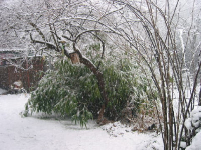 Tamariske_06.jpg