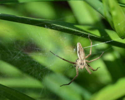 Spinne.15-1.jpg