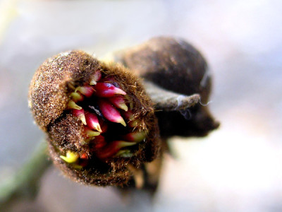 Sycoparrotia-Bluete-070306-.jpg