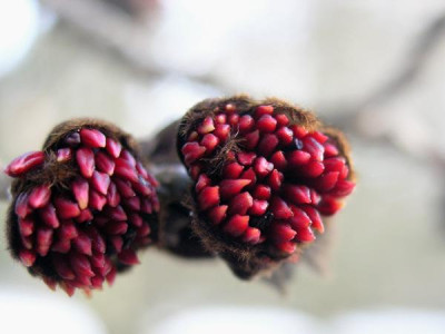 Parrotia-Bluete-070306-2k.jpg