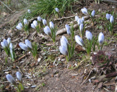 Crocus20060307.jpg