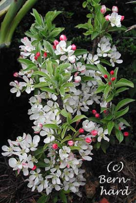 malus_pom_zai.jpg