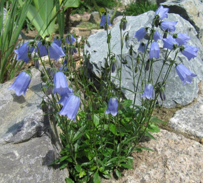 IMG_4773_Campanula_29Juni2015_.jpg