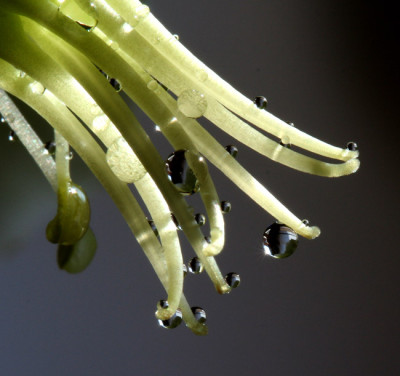 Helleborus-Tropfen-2.jpg
