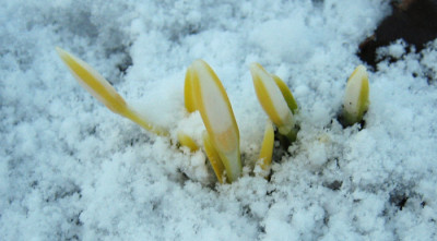 IMG_0013_eGalanthus_gelb.JPG