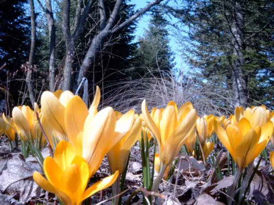 Croccus_flavus4.2.jpg