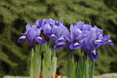 05H729_Large.JPG
