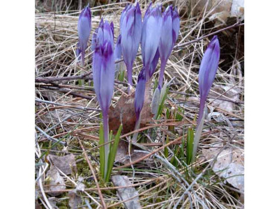 Crocus_pulchelus_3.1.jpg