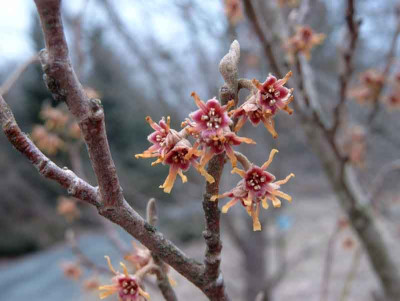 Hamamelis_vernalis1.1.jpg