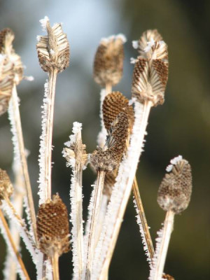 rudbeckia.jpg