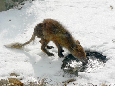 1fuchs.jpg