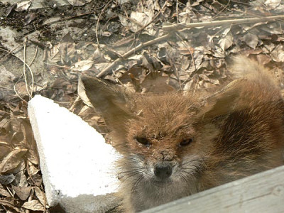1fuchs2.jpg