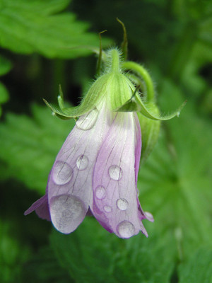 geranium_claridge_druce_erste.jpg