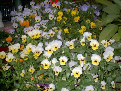 Blumen-_6.05_005.jpg