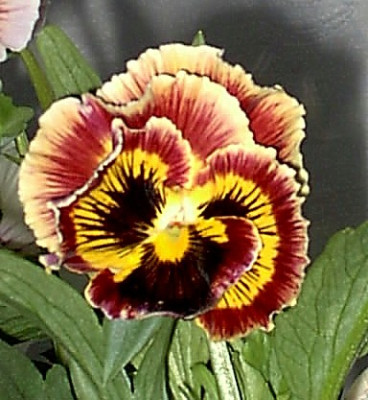 Blumen_-6.05_003.jpg