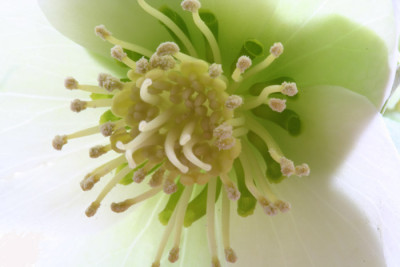 Helleborus-1.jpg