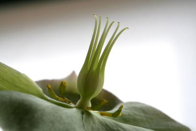 Helleborus-4.jpg