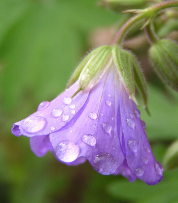 geranium_sylvaticum_erstes.jpg