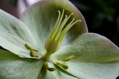 Helleborus-5.jpg