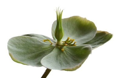 Helleborus-6.jpg