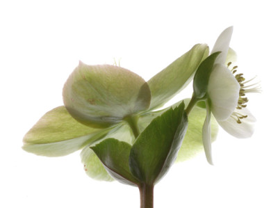 Helleborus-7.jpg