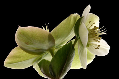 Helleborus-9.jpg