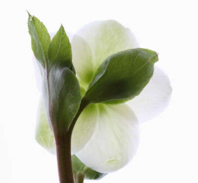 Helleborus-10.jpg