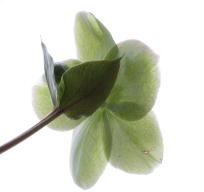 Helleborus-13.jpg