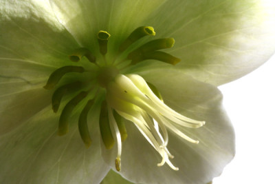 Helleborus-14.jpg