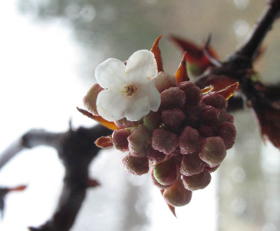 Viburnum_bodnantense.jpg